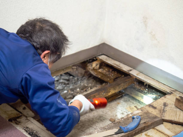 Best Mold Damage Repair  in Shil, OH