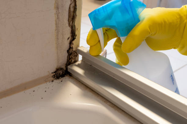 Best Crawl Space Mold Removal  in Shil, OH