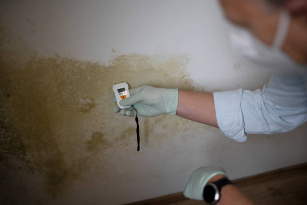 Best Office Mold Removal Services  in Shil, OH
