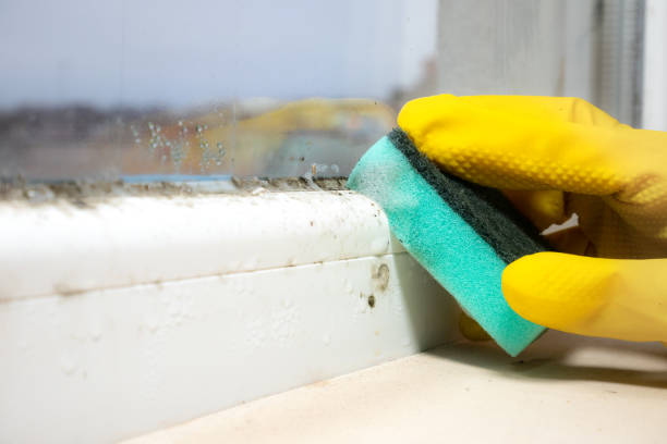 Crawl Space Mold Removal in Shiloh, OH