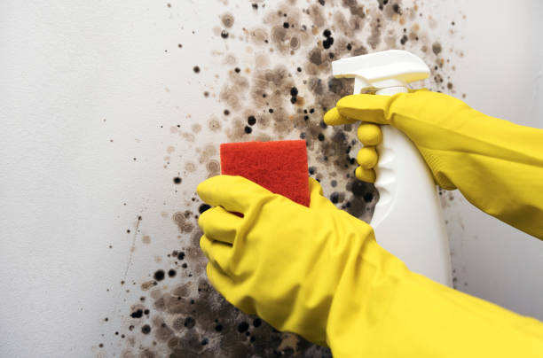 Best Attic Mold Removal  in Shil, OH