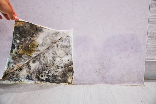 Best Office Mold Removal Services  in Shil, OH